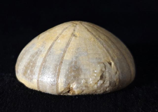 Holectypus depressus (LESKE 1778) - Bild © FossNet FossilienStore